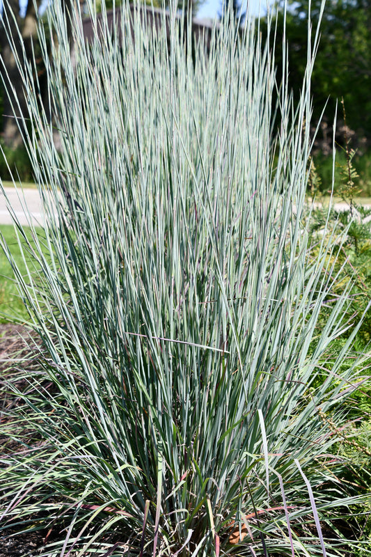 Schizachyrium scoparium 'Sandhill' (Little Bluestem Grass)