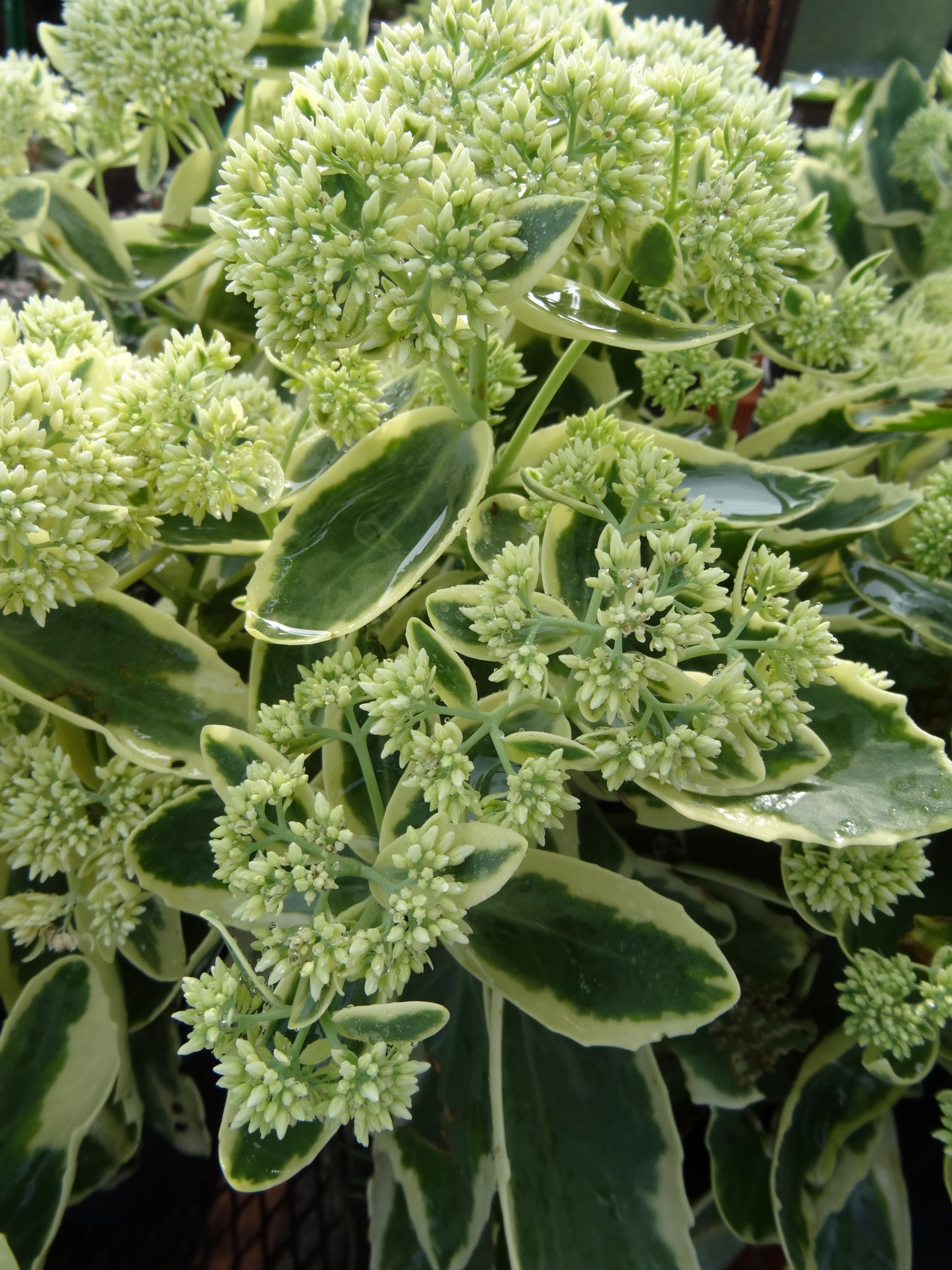 Sedum x  'Autumn Charm' or 'Lajos'