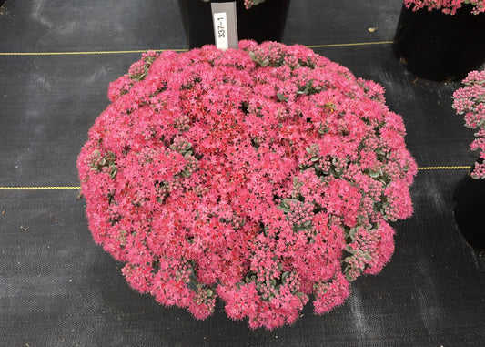Sedum x 'Cosmic Comet'