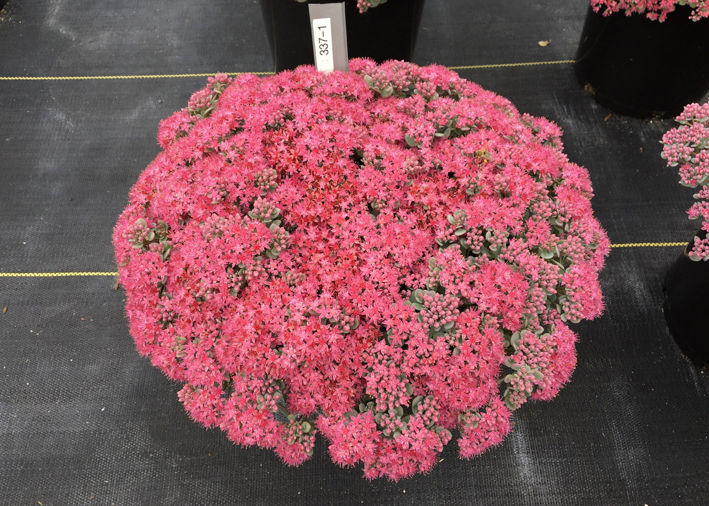 Sedum x  'Cosmic Comet'