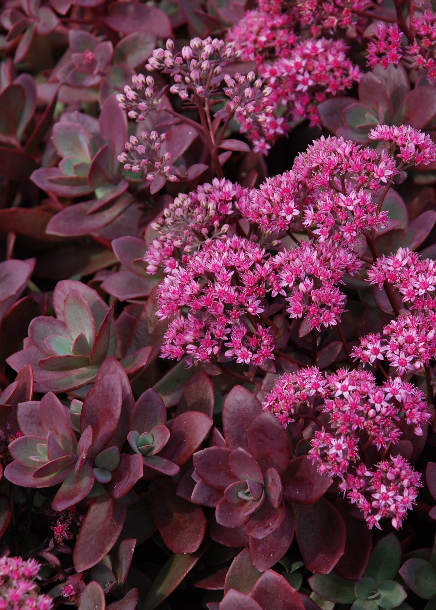Sedum SunSparkler® 'Firecracker' (Stonecrop)