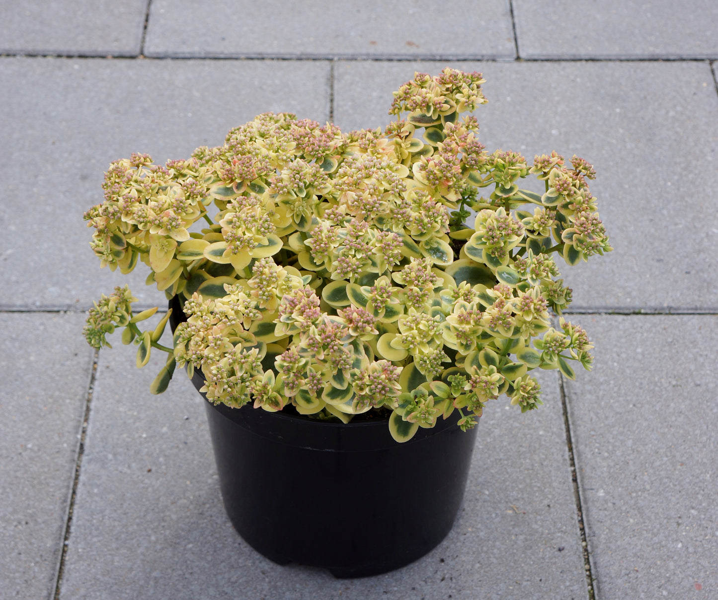 Sedum x SunSparkler 'Lime Twister'