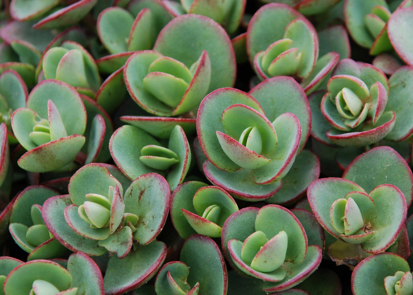 Sedum x  'Lime Zinger'