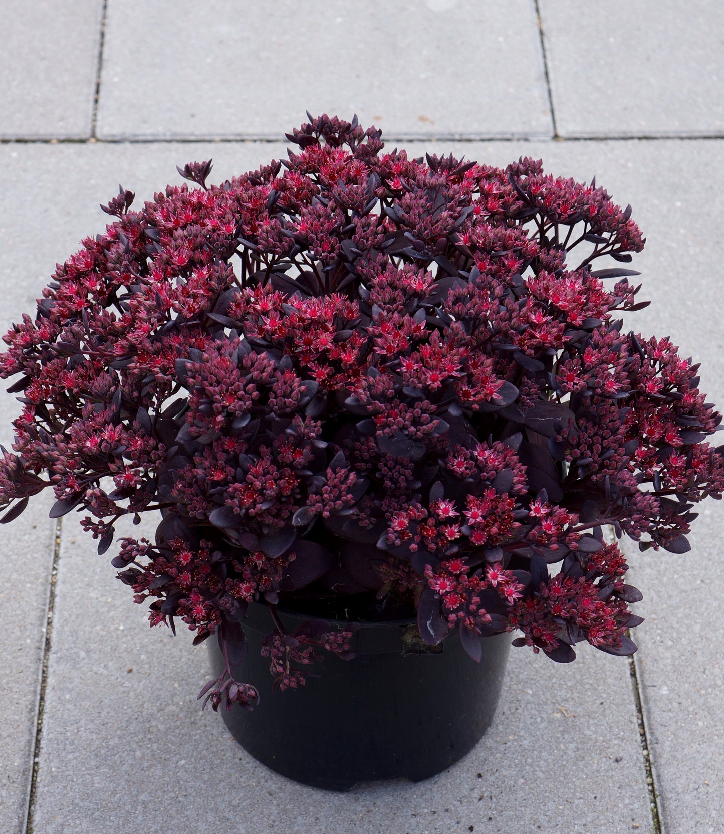 Sedum x  'Plum Dazzled'