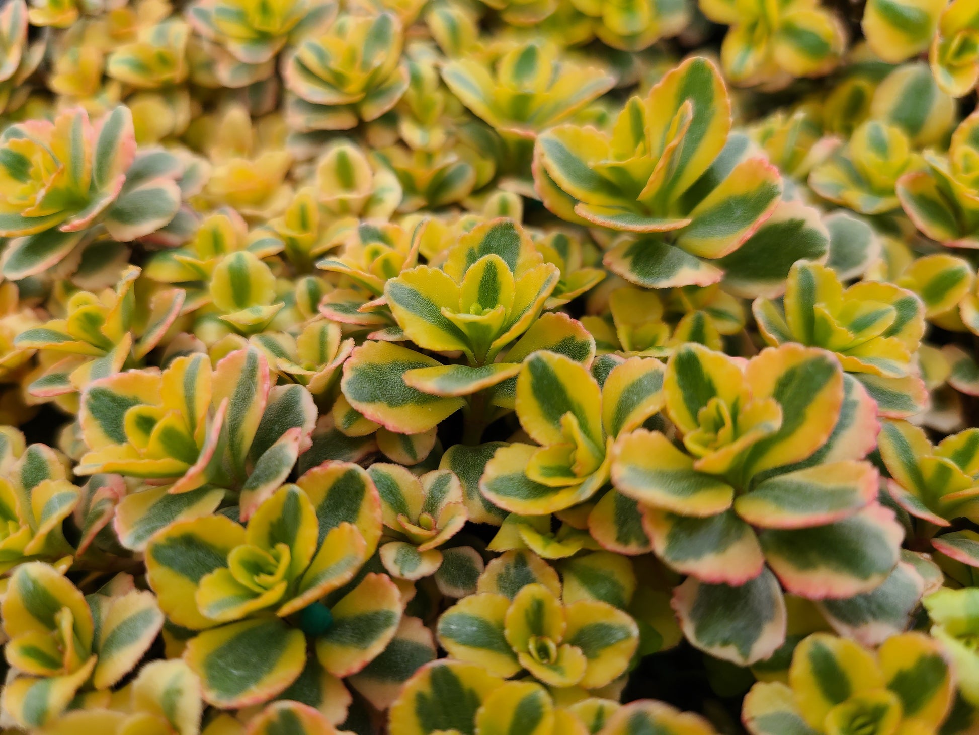 succulents for hire Sedum spurium 'What a Doozie' – Fieldstone Gardens Inc