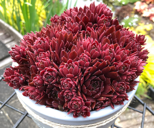 Sempervivum 'Colorockz® Coral Red' (Hens & Chicks)
