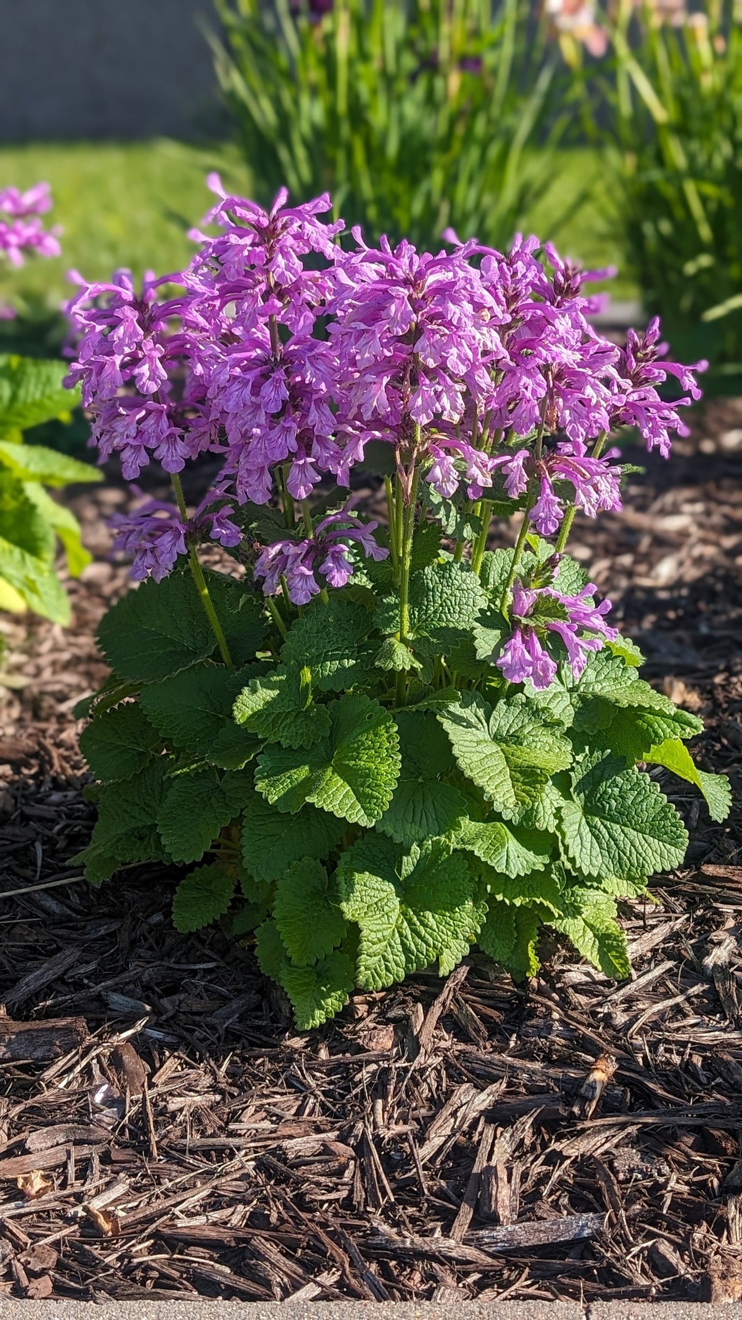 Stachys 'Punky Purple'