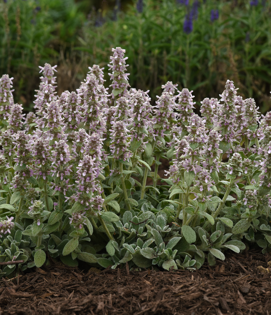 Stachys byzantina 'Little Lamb' (Lamb's Ear)