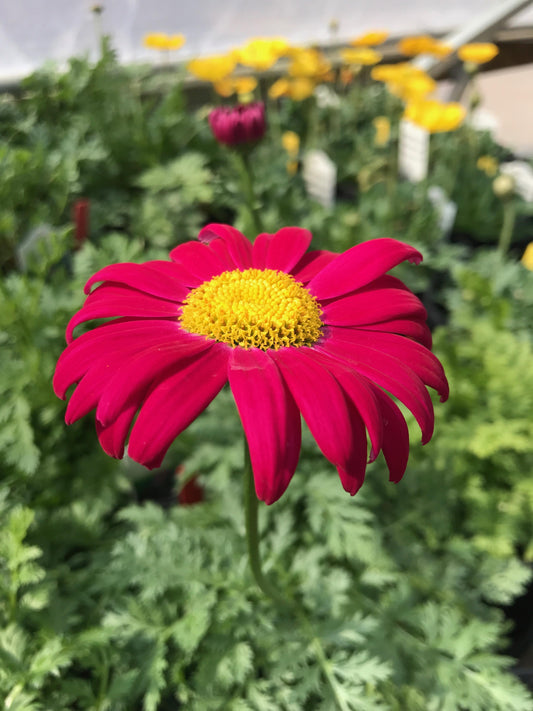 Tanacetum coccineum 'Robinson's Red' (Painted Daisy)