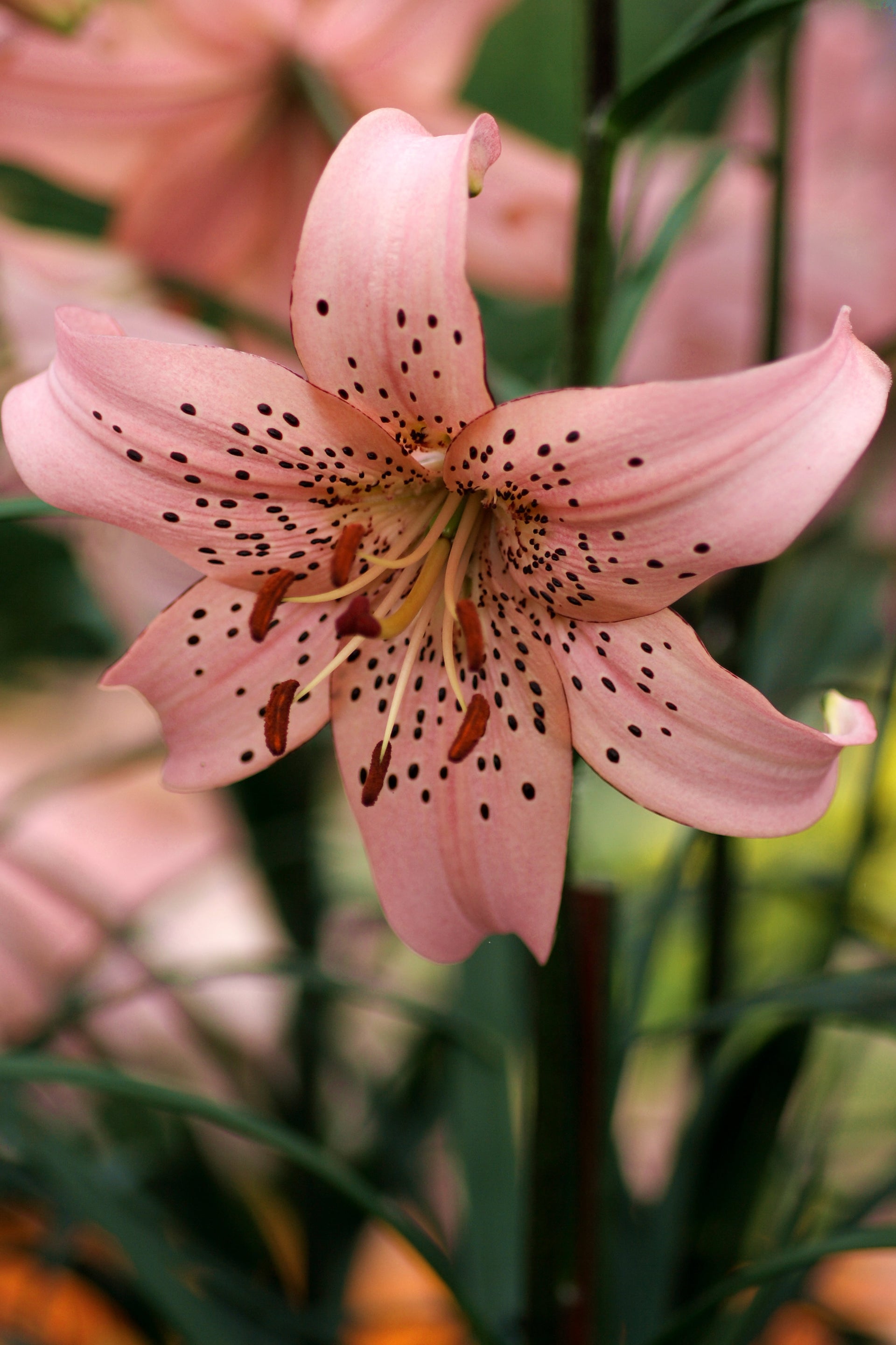 tiger lily purple lily flower Lilium tigrinum 'Pink Tiger' – Fieldstone Gardens Inc