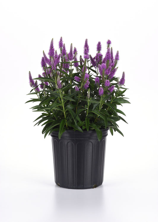 Veronica longifolia 'Skyward™ Lilac'