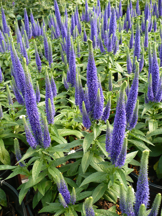 Veronica spicata 'Royal Candles' (Speedwell)
