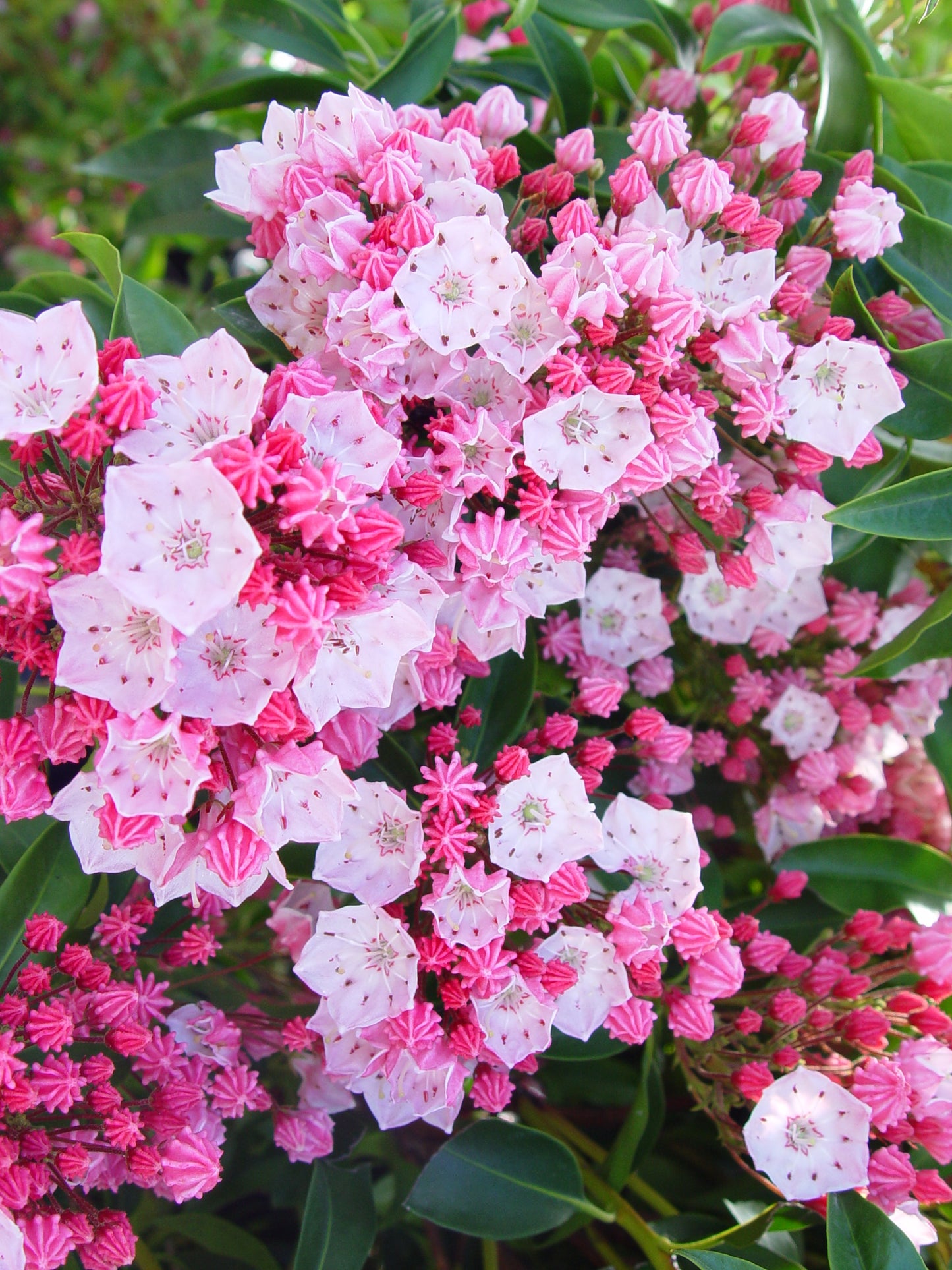 Kalmia latifolia 'Nathan Hale' (Mountain Laurel)