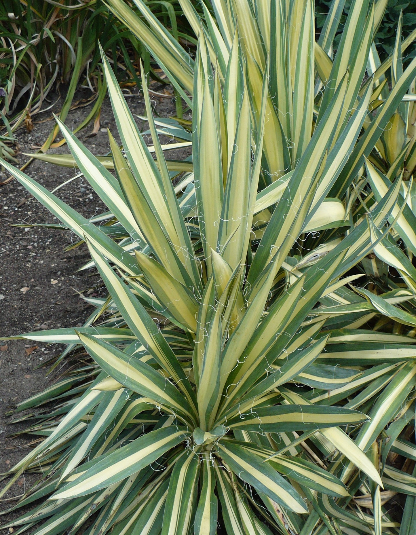 Yucca filamentosa `Gold Edge'