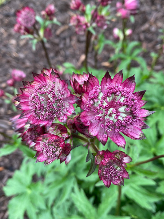 Astrantia major 'Burgundy Manor' (Masterwort)
