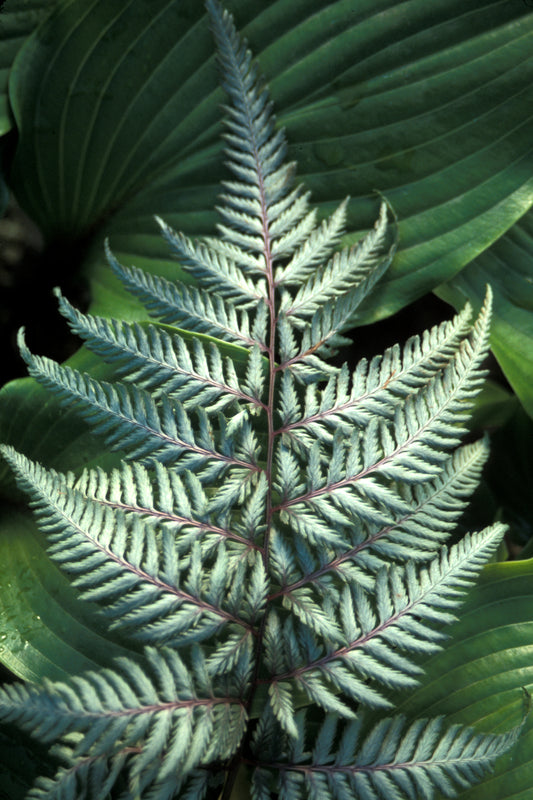 Athyrium niponicum 'Silver Falls'