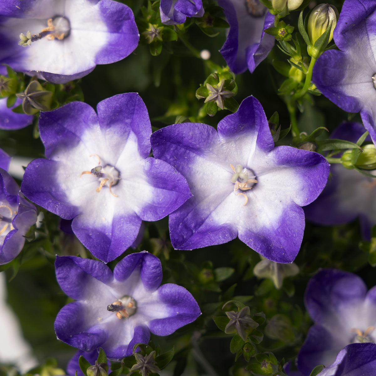 Campanula interspecific 'Cariboo™ Dark Blue Bicolor’ (Bellflower)