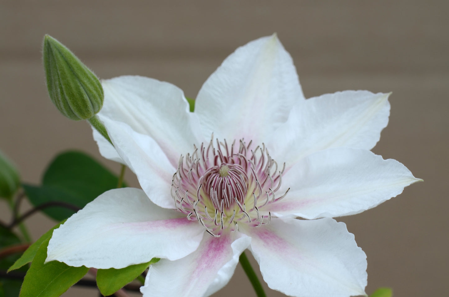 Clematis ‘Corinne’