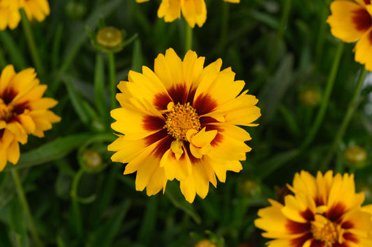 Coreopsis grandiflora 'Solanna™ Sunset Bright' (Tickseed)