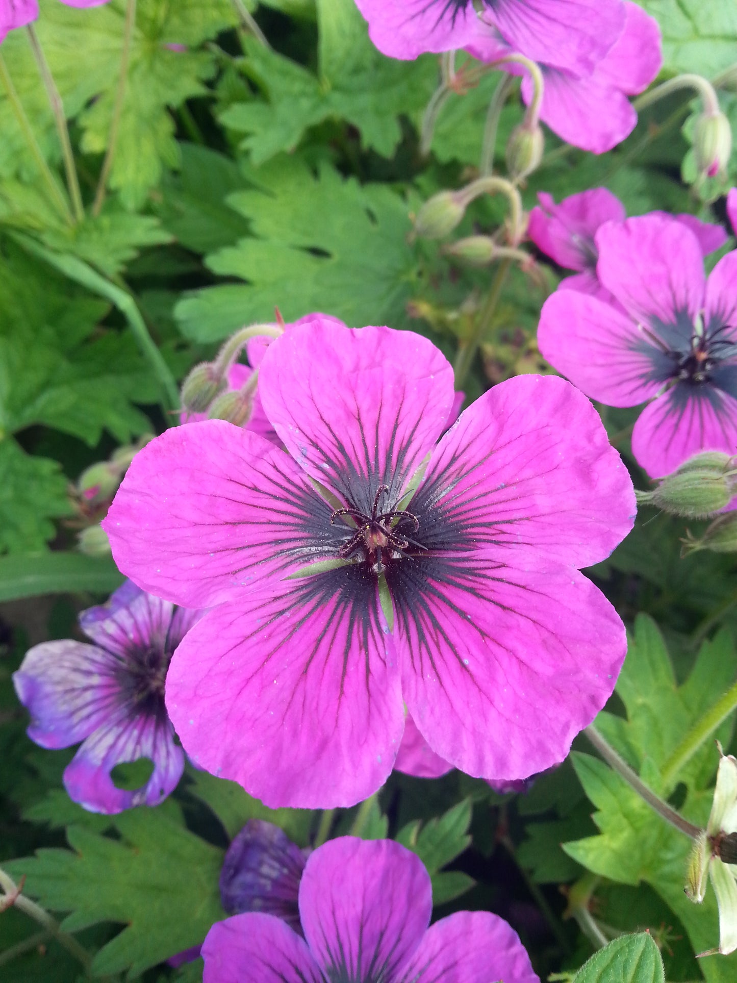 Geranium x 'Dragon Heart'