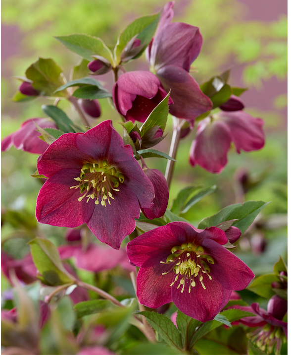 Helleborus ‘Spring Sparkle Red’