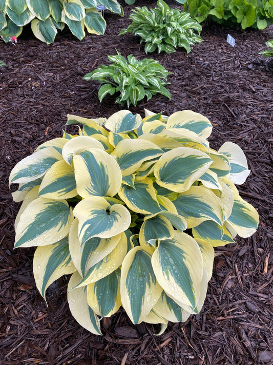Hosta 'Ben Vernooij'