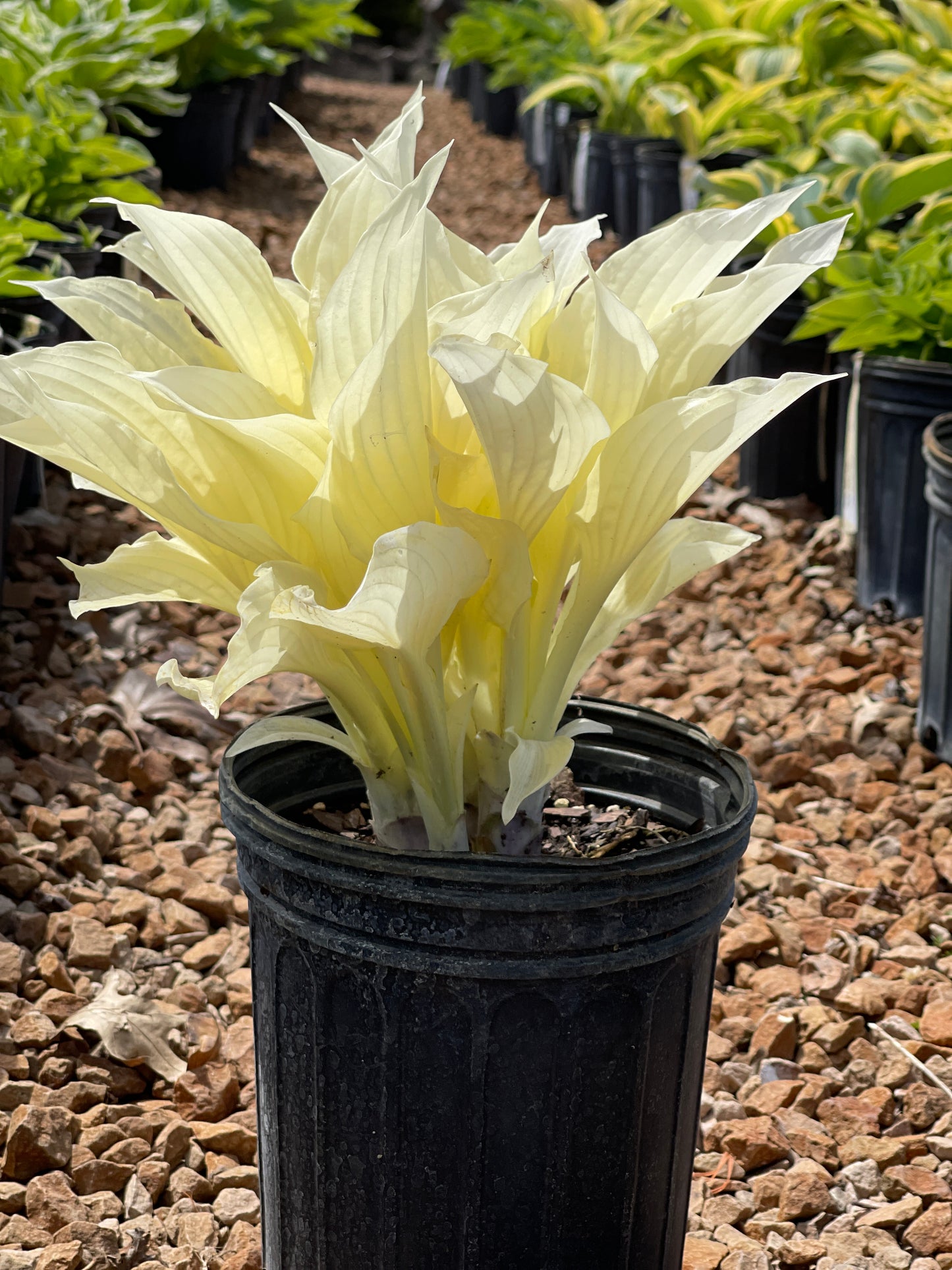 Hosta 'White Feather'