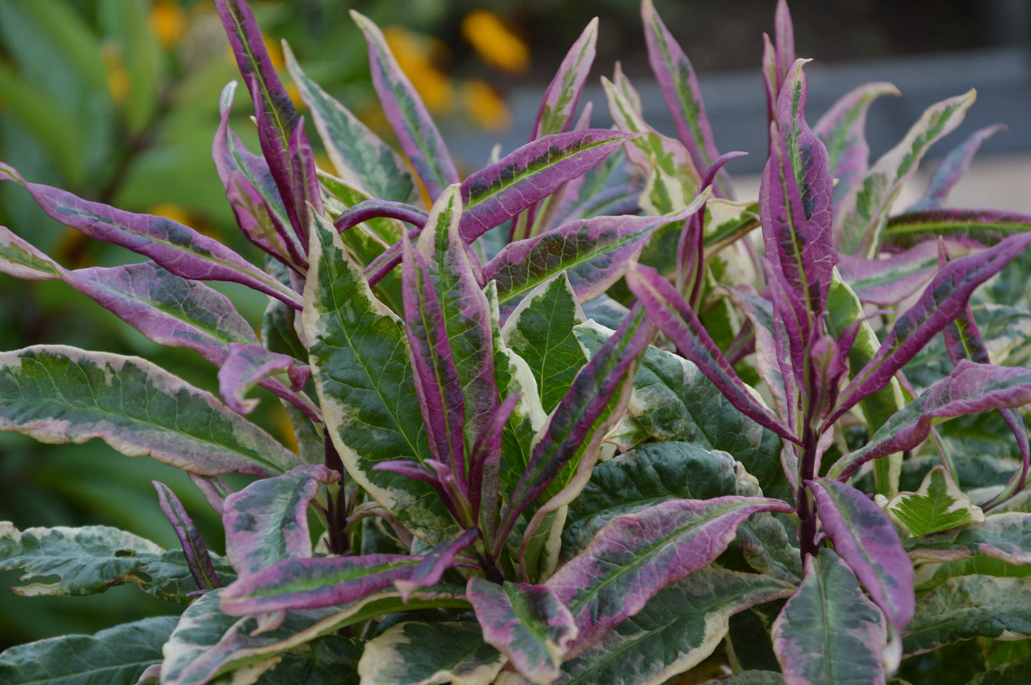 Phlox paniculata 'Olympus'