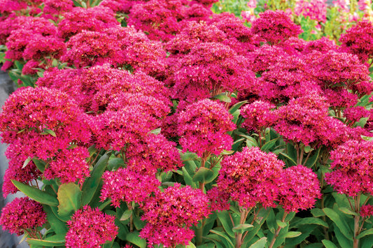 Sedum x 'Class Act'