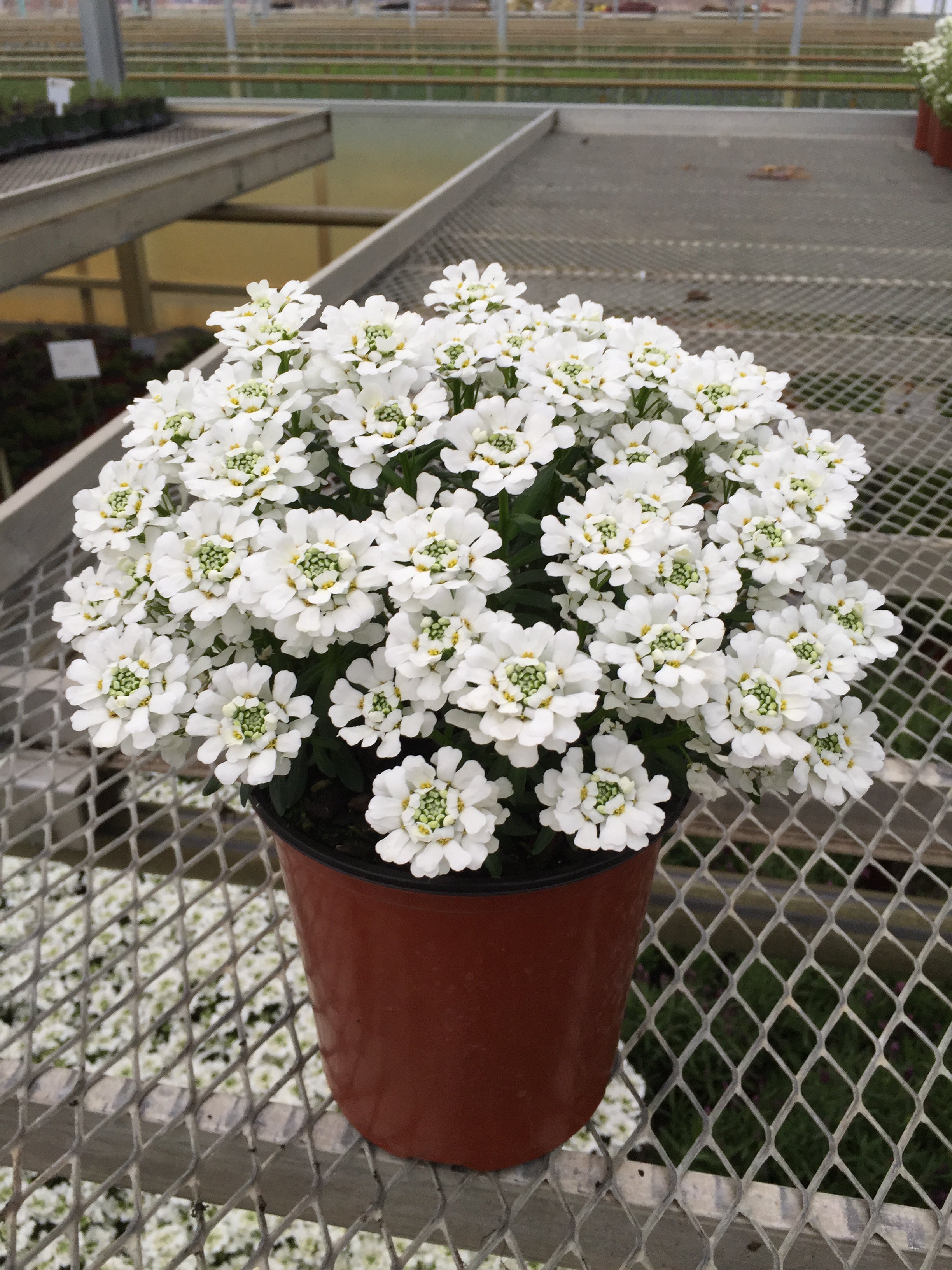 Iberis sempervirens 'Snowsurfer™ Forte' (Candytuft) – Fieldstone
