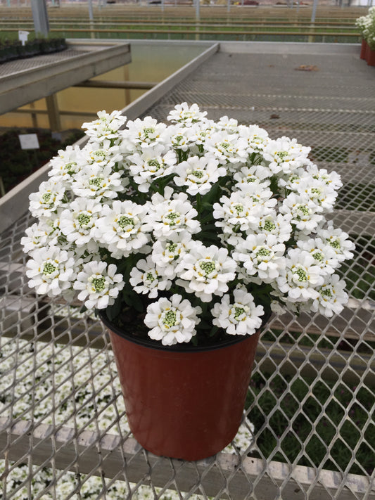 Iberis sempervirens 'Snowsurfer™ Forte' (Candytuft)