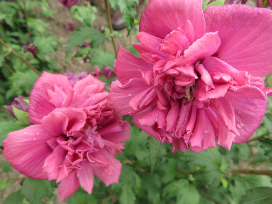 Hibiscus syriacus First Editions® 'French Cabaret™ Red'