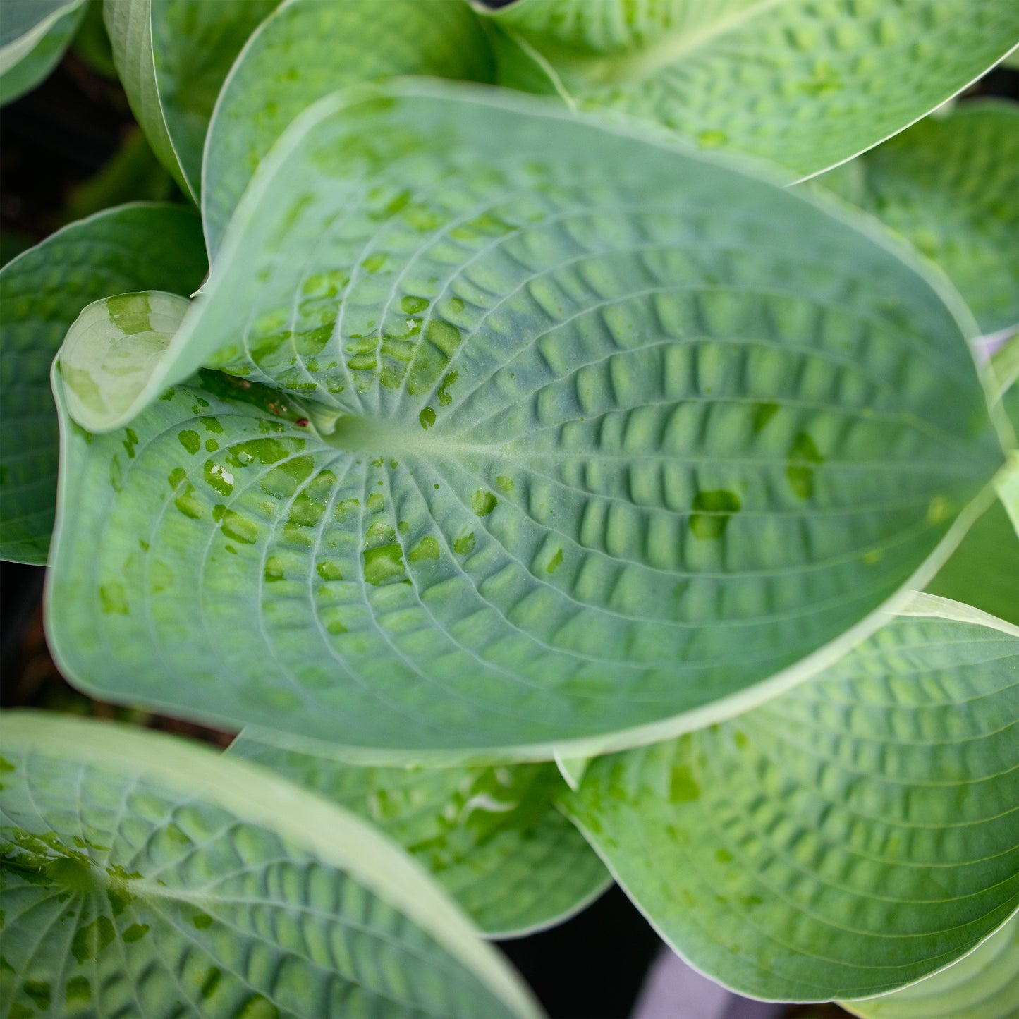 Hosta 'Abiqua Drinking Gourd'