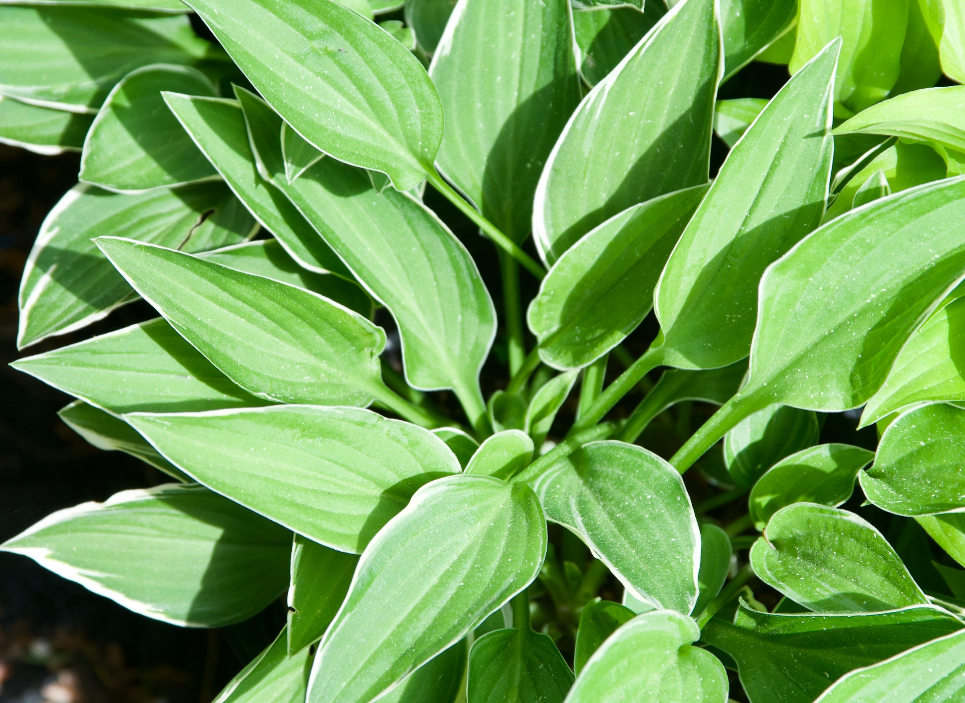 Hosta 'Allan P. McConnell'