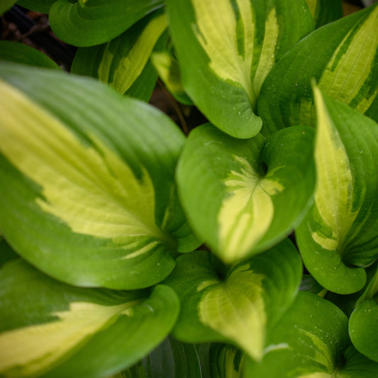 Hosta 'American Sweetheart'