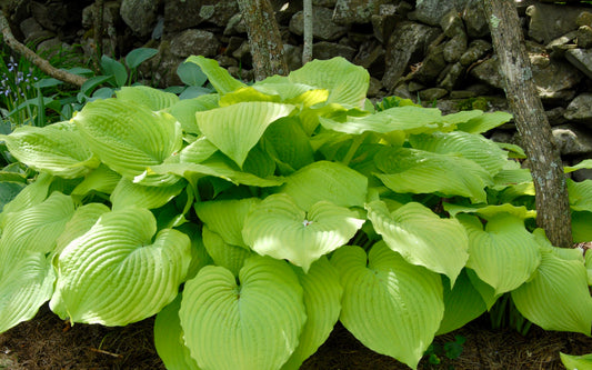 Hosta 'August Moon'