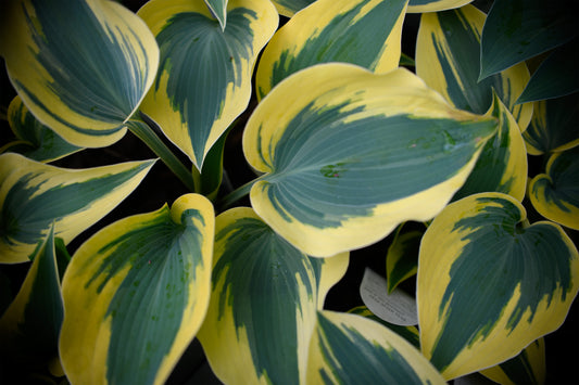 Hosta 'Autumn Frost'