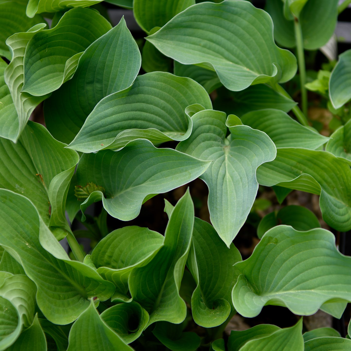 Hosta 'Blue Boy'