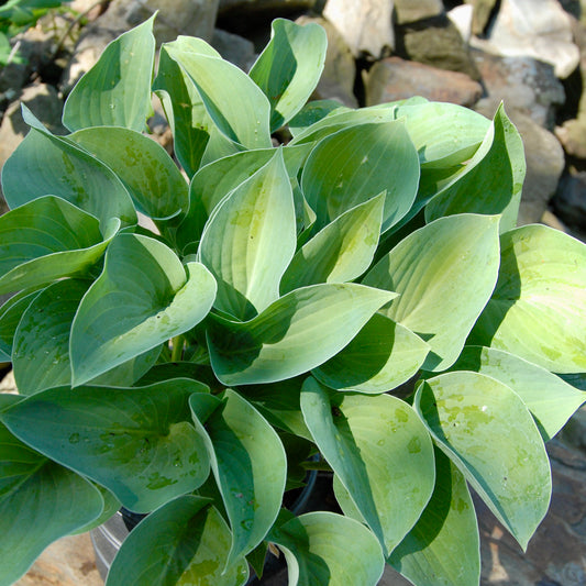 Hosta  'Blue Cadet'