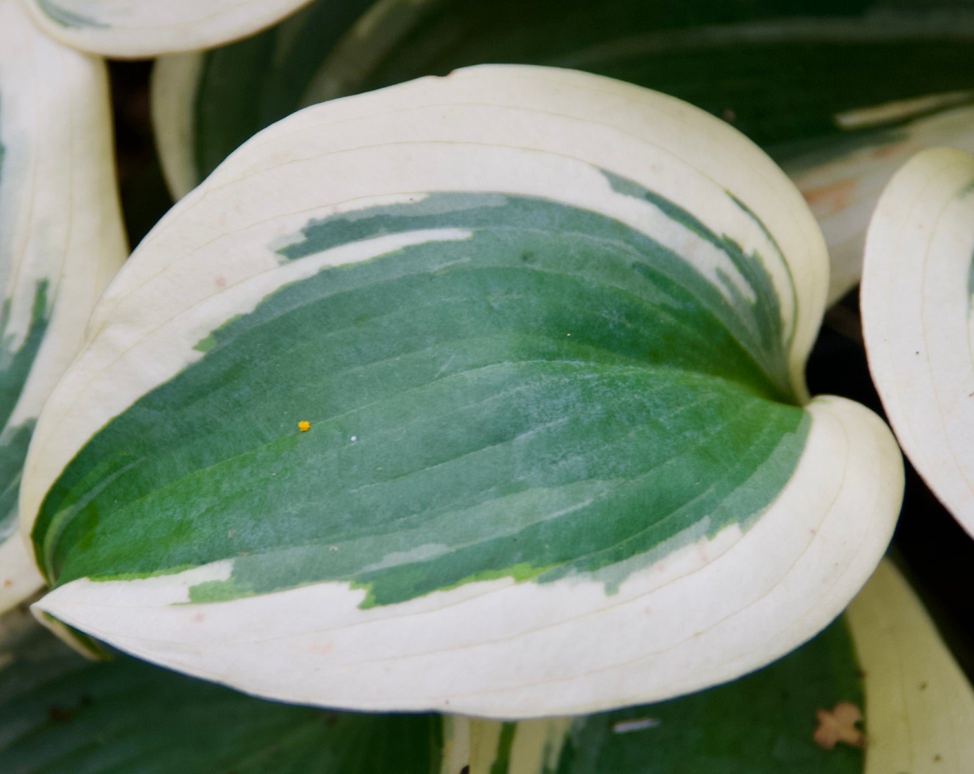 Hosta   'Blue Ivory'