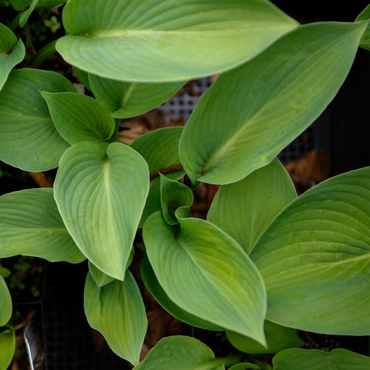 Hosta 'Blue Mammoth'