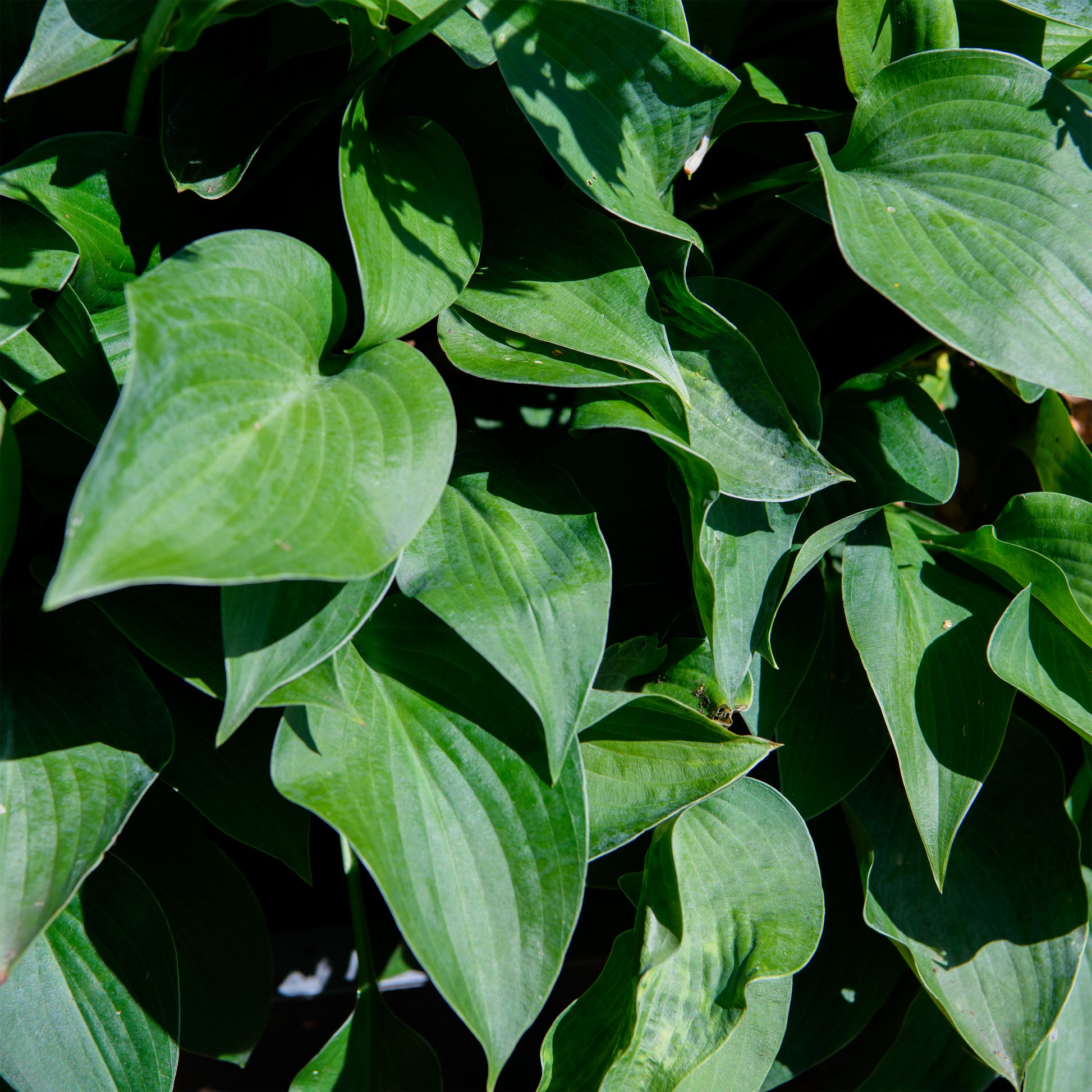 blue moon indoor plant Hosta 'Blue Moon' – Fieldstone Gardens Inc