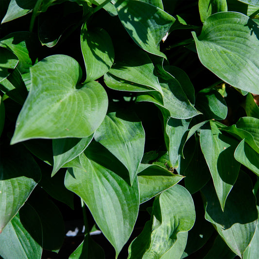 Hosta 'Blue Moon'