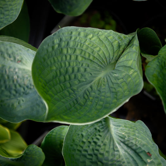 Hosta 'Blue Mountains'