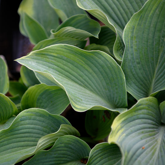 Hosta 'Blue River'