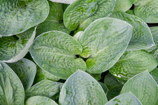 Hosta 'Blue Seer'