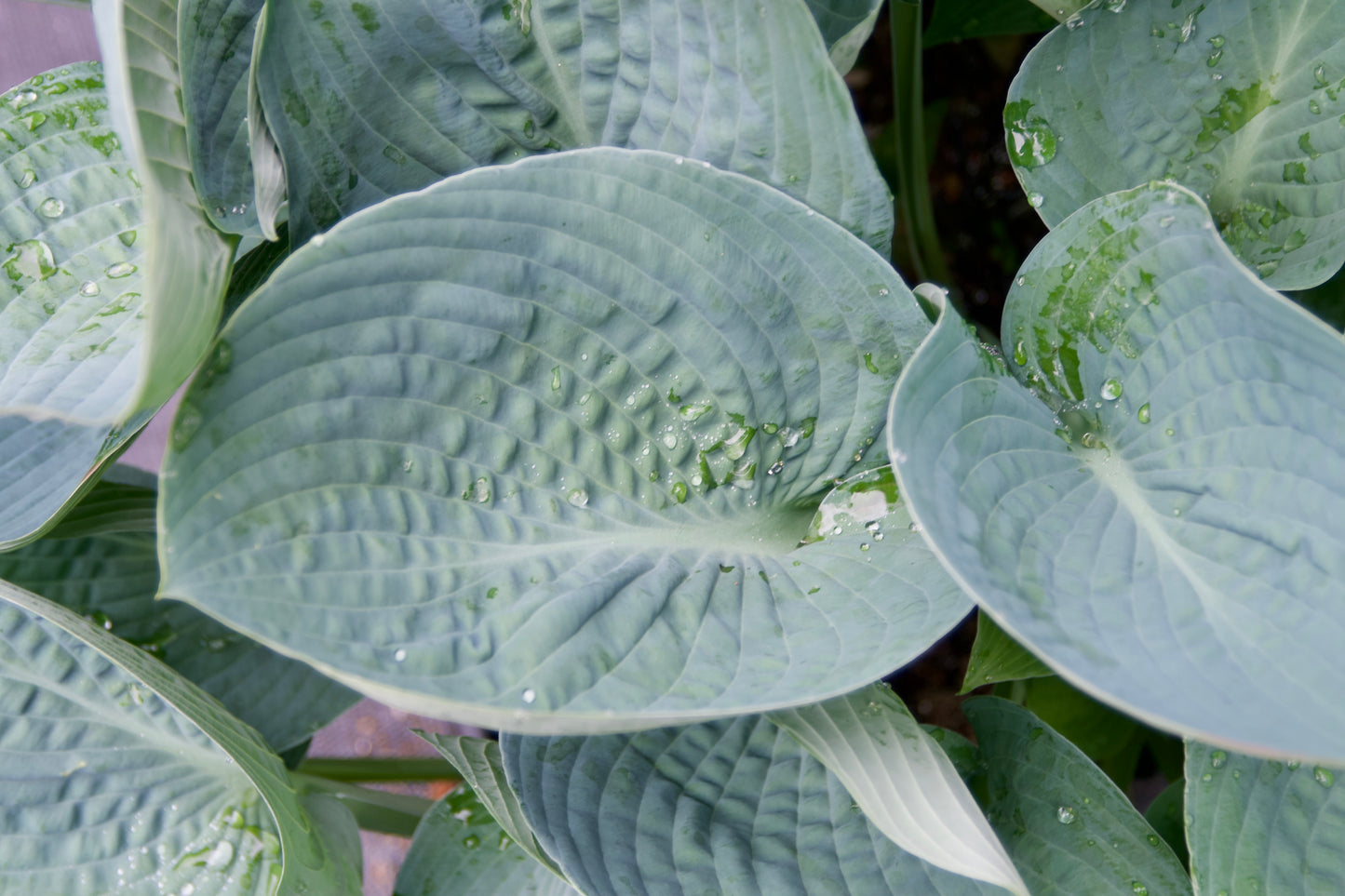 Hosta 'Blue Vision'