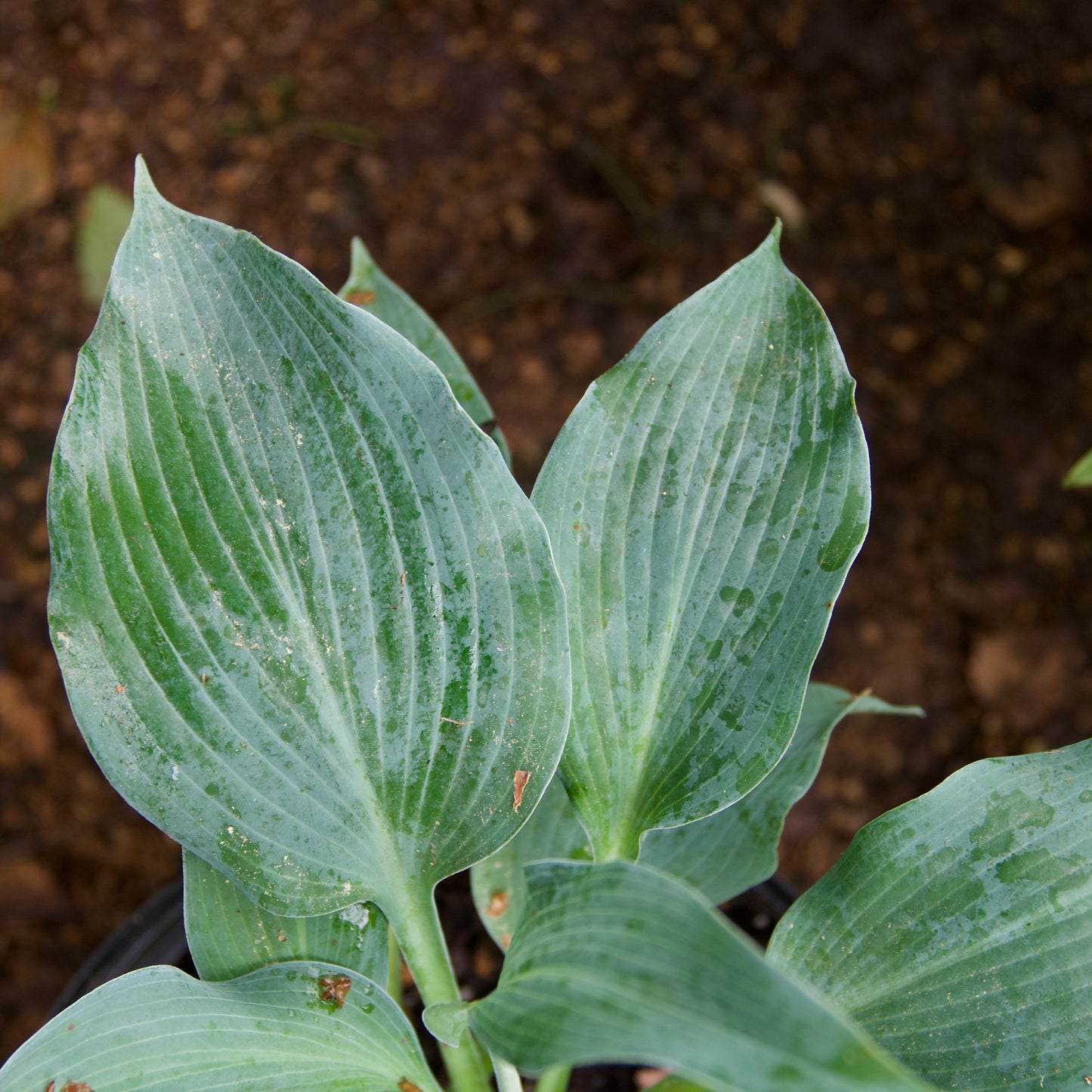 Hosta 'Blue Wedgewood'