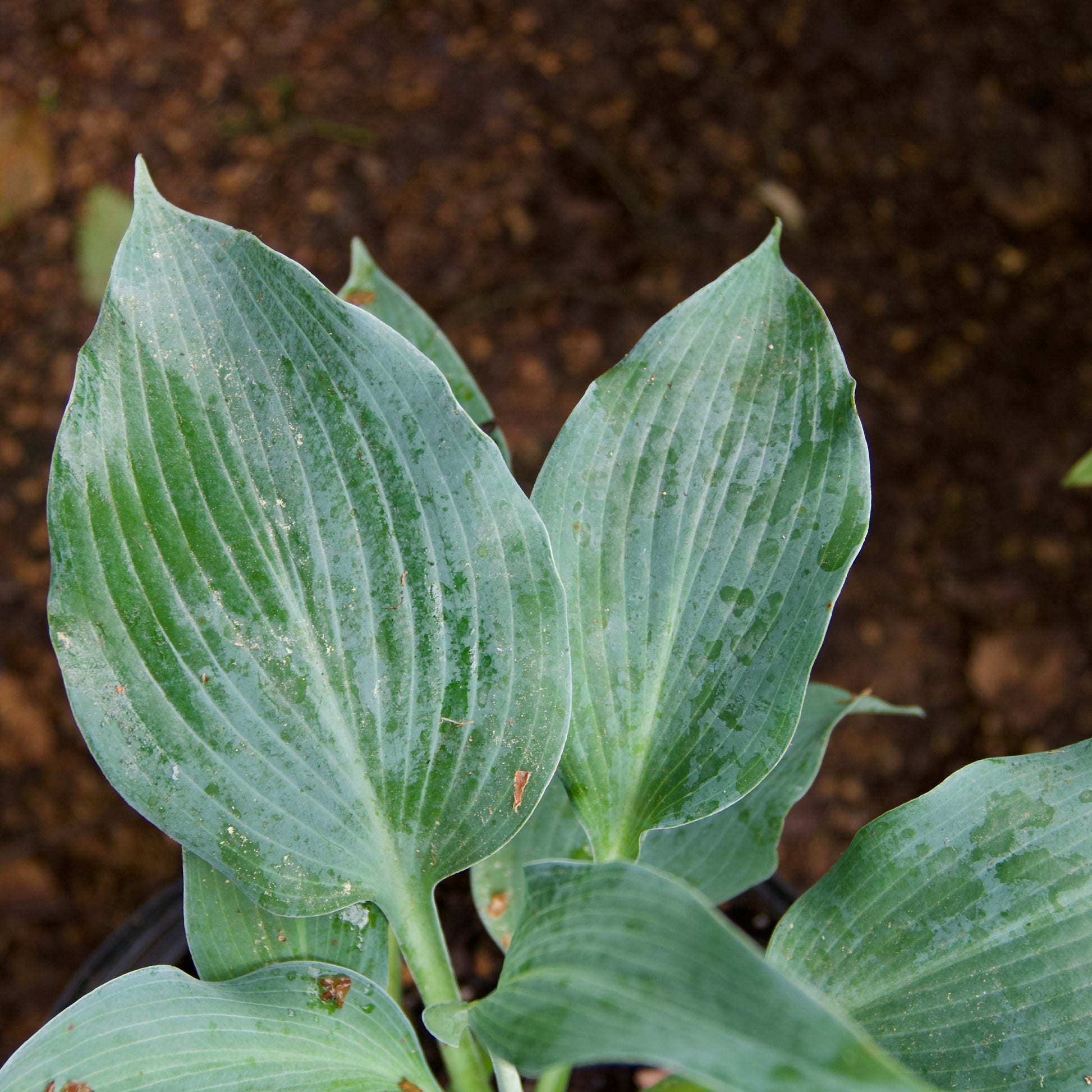 Hosta ‘Blue Wedgewood’ – Fieldstone Gardens Inc