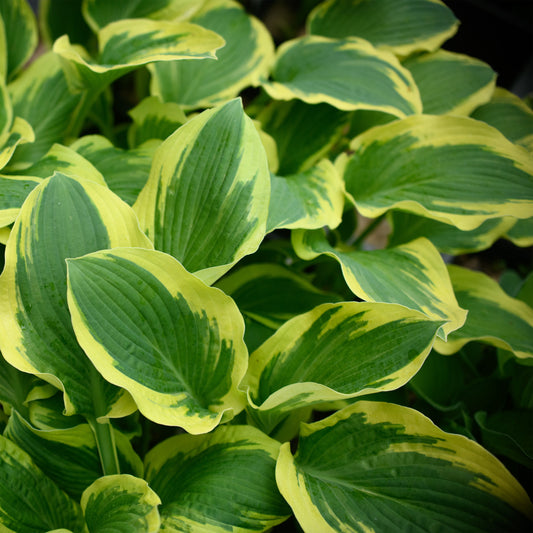 Hosta 'Bold Edger'